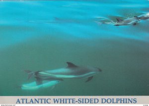 Atlantic White-Sided Dolphins , 1950-70s