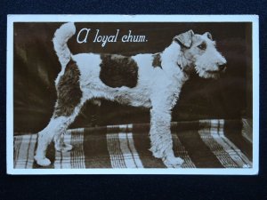 Dog Portrait TERRIER Breed A LOYAL CHUM c1930s RP Postcard