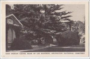 VA - Arlington. East Indian Cedar, Lee Mansion, Arlington Nat Cemetery