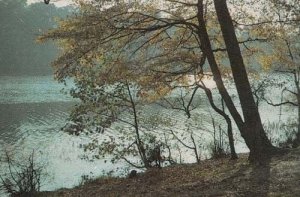 Black Park Wexham Buckinghamshire Bucks Rare Postcard