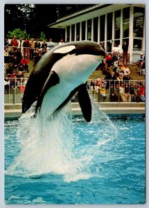 Killer Whale, Vancouver Public Aquarium, British Columbia, Chrome Postcard #1