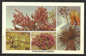 Texas - Wild Flowers - Multi-View - [TX-007]