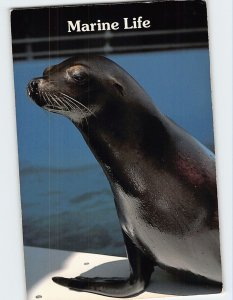 Postcard Sea Lion Marine Life Oceanarium on the Beach Gulfport Mississippi USA