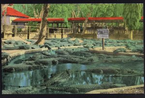 Florida ST. AUGUSTINE Alligator Farm Large Live Alligators in the World ~ Linen