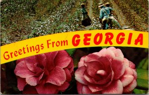 Vtg 1960s Greetings from Georgia Cotton Picking Time Camellia GA Chrome Postcard