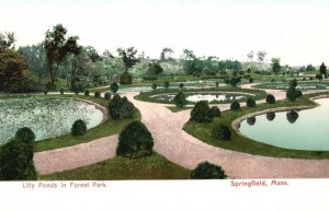 Vintage Postcard Lilly Ponds In Forest Park Springfield Massachusetts TSNC Pub.