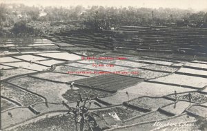 Indonesia, Java, Bali, RPPC, Farming Rice Fields, Photo