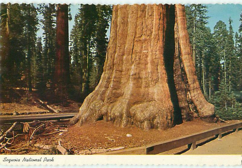 Tree Aged sequoia National Park Sentinel Tree The Village     Postcard  # 7004