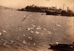 RPPC  Fishing Boats And Seagulls Real Photo Postcard  c1910