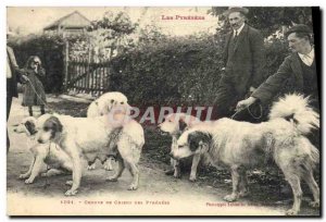 Old Postcard Dog of the Pyrenees Dog Group