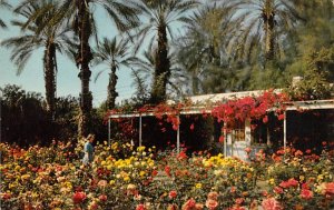 Sheilds Rose Garden Palm Springs CA