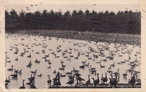 Jack Miner's Bird Sanctuary Kingsville Windsor Ontario Postcard