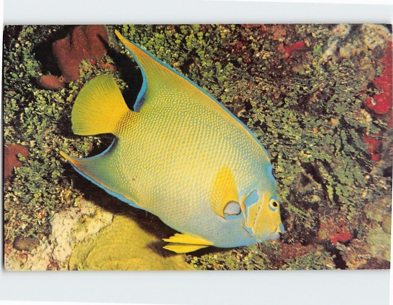 Postcard The Queen Angelfish, Barracuda Reef, Cozumel, Mexico