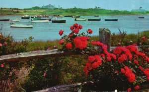 Vintage Postcard 1963 Famous Cape Cod Roses Overlooking Harbor at Chatham MA