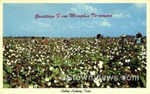 Cotton Picking - Memphis, Tennessee