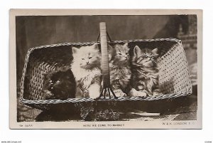 RP; Here we come to market, Four fluffy kittens in woven basket, 1900-10s
