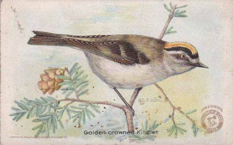 Golden Crowned Kinglet Trade, Trade Card - Arm & Hammer