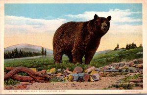Yellowstone National Park A Park Bear