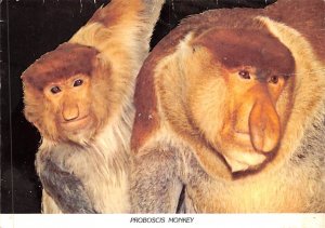 Proboscis Monkey Elmwood Park Zoo, Norristown, Pennsylvania, USA Unused 