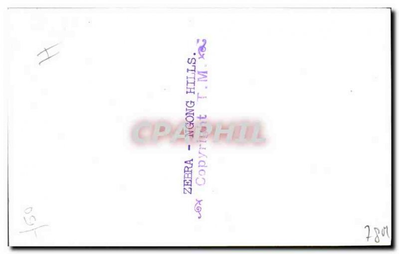 Old Postcard Kenya Zebra