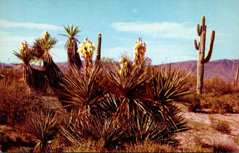 Arizona Desert Yucca and Saguara Cactus