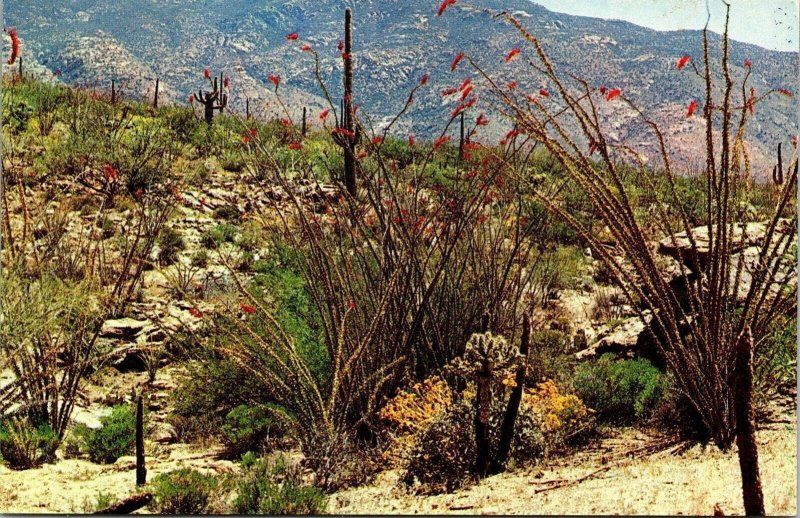 Southwest Desert Land Color Ocotillo Cactus VTG Postcard UNP Unused Vintage 