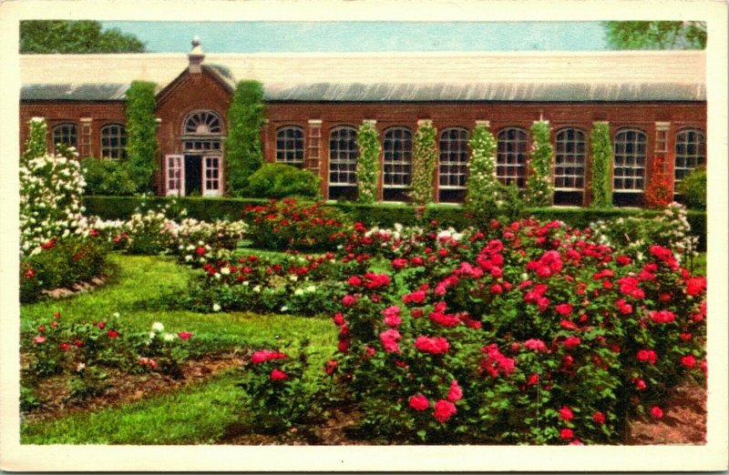 Vtg Postcard St Louis MO Missouri Botanical Garden Rose Garden UNP