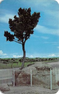 Tree Growing Out of Solid Rock Along Lincoln Highway Laramie, Wisconsin USA