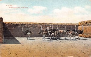 A622 Egypt Cairo Place d'Autriches a Matarieh Birds Ostriches vintage po...