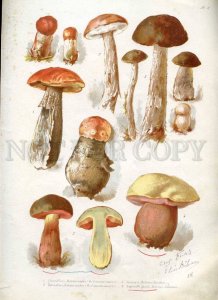 230768 1888 BEM Boehm mushrooms Book with 8 Lithographs