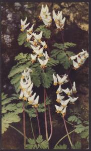 Dutchman's Breeches Postcard