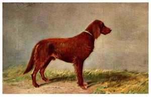 Dog  , Irish Setter