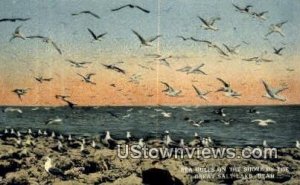 Sea Gulls - Great Salt Lake, Utah UT  