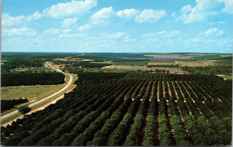 Orange Groves Florida Citrus Tower Aerial View FL Chrome Cancel WOB Postcard 