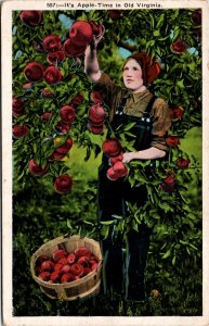 Postcard VA It's Apple Time in Old Virginia A Woman Picks Apples 1920s S79
