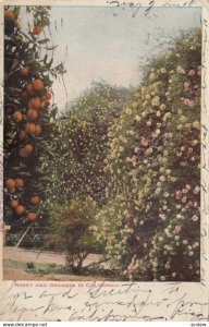 Roses and Oranges in CALIFORNIA, 1901-07
