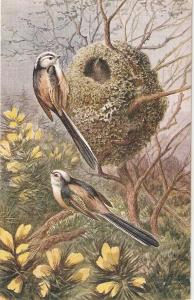 \Long TailedTite Birds\ Nice vintage Engish postcard