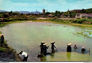 Taiwan Peasant Women and Buffalo