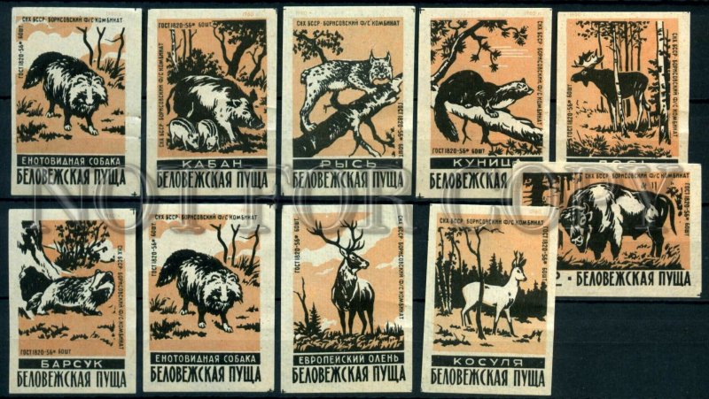500651 USSR BELARUS animals Bialowieza Forest Old match labels