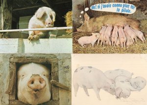 French Pig Face Gloucester Comic Spot 4x Farm Pigs Postcard s