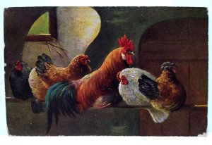 Chickens In Rustic Barn Roosters Postcard 1908 Signed Muller Germany Series 216