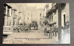 Mint Mexico Revolution Postcard Black Vulture Natures Scavengers Street View