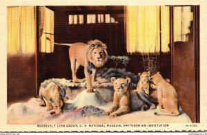 Washington D C Smithsonian Institution Roosevelt Lion Group Curteich