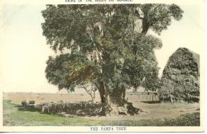 ARGENTINA   PC410   THE PAMPA TREE