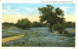 Bluebonnets, State Flower - San Antonio, Texas