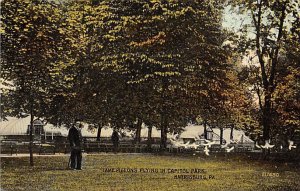 Pigeons in Capitol Park  Harrisburg, Pennsylvania PA