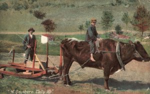 Southern Tally Ho Transport Cow Ride Farming Vintage Postcard