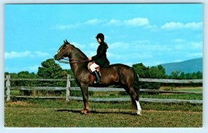 PAWLET, VT ~ Spruce Glen Farm BALD MT. GAY PRINCE Morgan Stallion 1960s Postcard