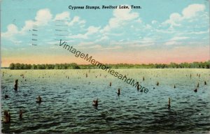Cypress Stumps Reelfoot Lake Tennessee Postcard PC238