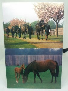 The National Stud Newmarket Vintage MV Postcard Cambs Stallions Exercising 1980s